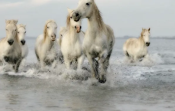 Horses, mane, horseback riding, seven white horse running across the water