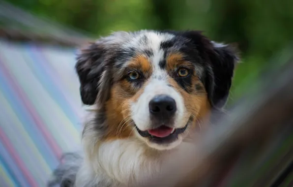 Picture face, portrait, dog, hammock, Aussie