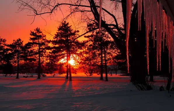 Winter, the sun, snow, trees, sunset, icicles