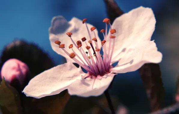 Picture flower, macro, cherry, spring, petals