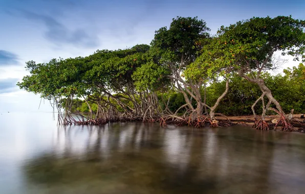 Trees, landscape, nature, lake