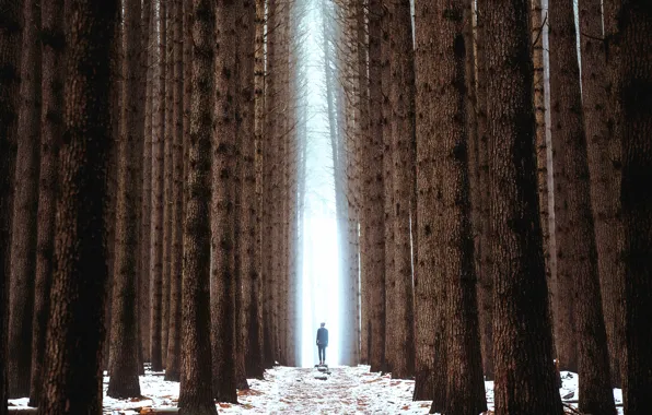 Picture forest, trees, people, silhouette, alley