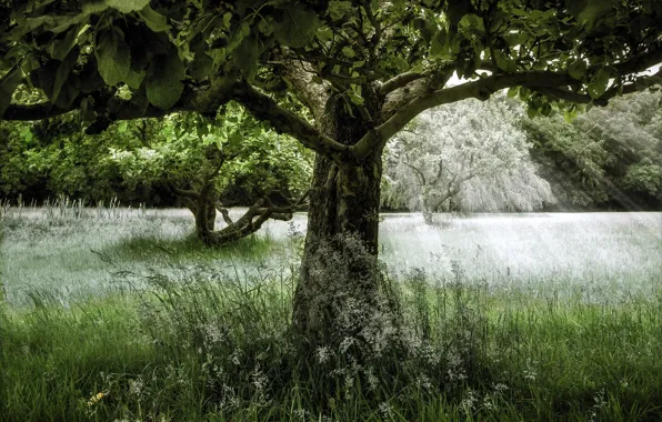 Leaves, rays, light, trees, landscape, branches, nature, glade