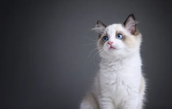 Cat, look, pose, kitty, grey background, face, ragdoll