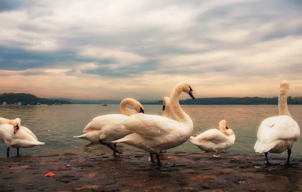 The sky, clouds, birds, nature, overcast, shore, treatment, pack