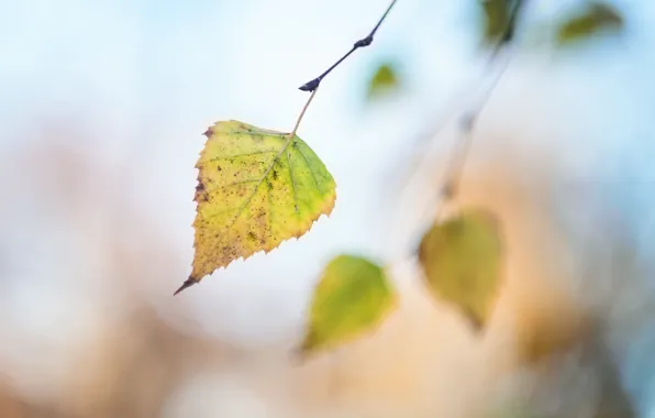 Autumn, nature, sheet