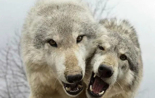 Nature, predator, animal, wolf, wildlife, portrait, portrait., Canis lupus. face