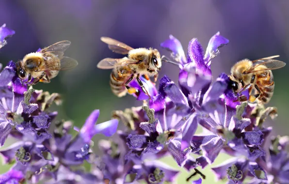 Macro, light, flowers, insects, bee, bees, pollination, lilac