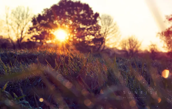 Grass, the sun, nature, spring, morning, Kapi