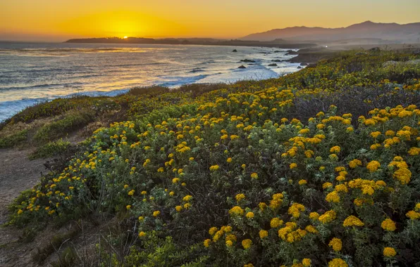 Sea, wave, the sky, the sun, flowers, shore, glade, dal