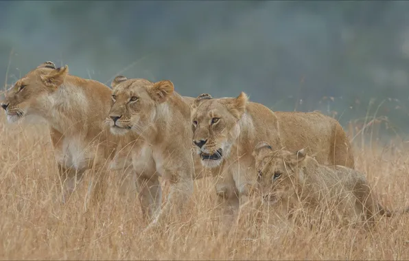 Animals, cats, predators, Africa, hunting, Quartet, lioness, pride