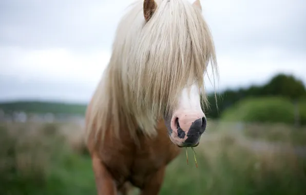 Summer, nature, horse