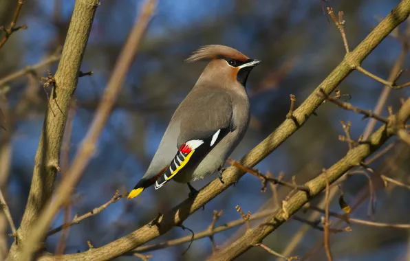 Branches, bird, stems, bird, branches, multicolor wing, multicolor wing, stalks