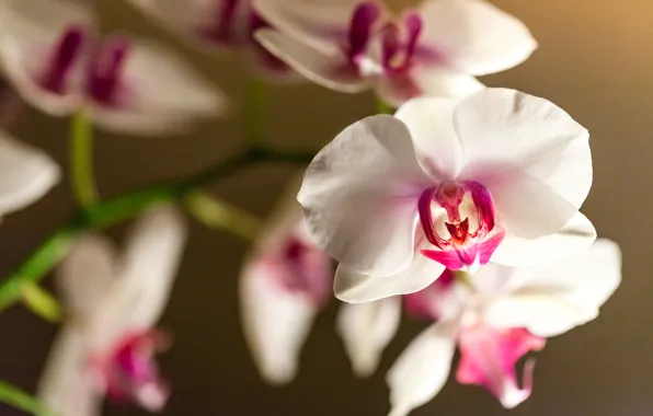 Flower, branch, Orchid, falinopsis, pink and white