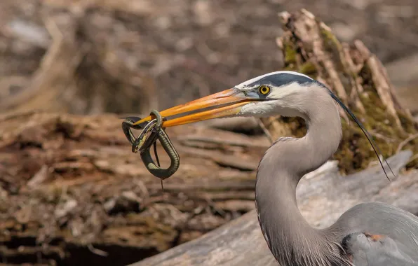 Snake, Heron, mining