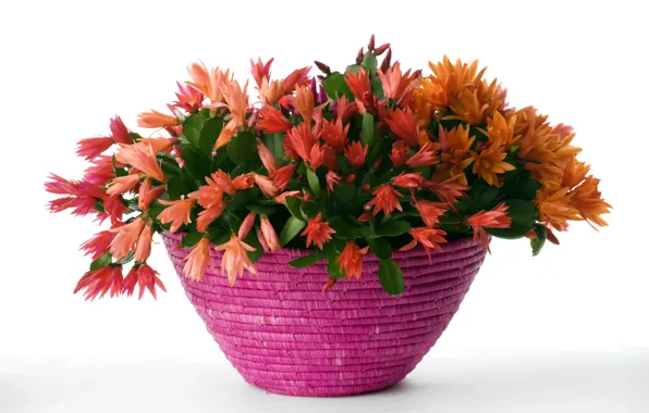 Background, cacti, flowrs