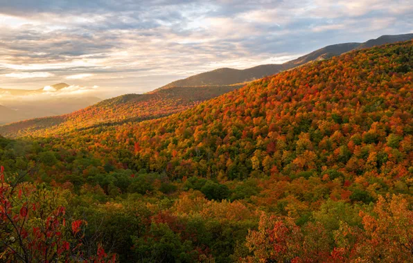 Picture autumn, forest, the sky, clouds, trees, mountains, hills, height