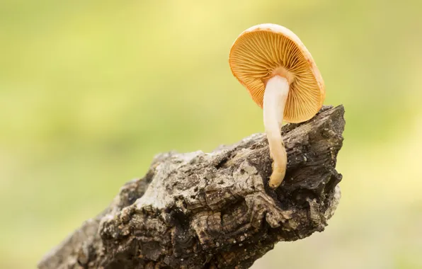 Background, mushrooms, stump, mushroom, rotten