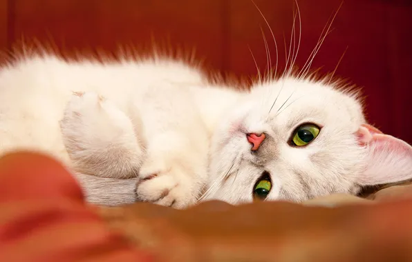 Cat, cat, look, pose, legs, fabric, lies, white