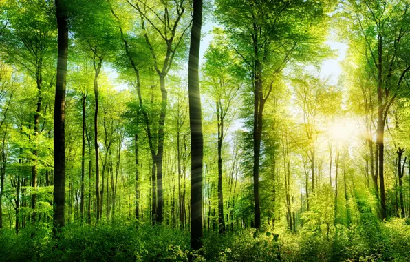 Greens, forest, summer, trees, the rays of the sun