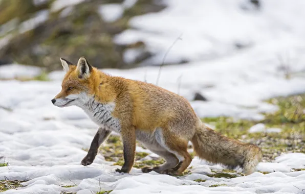 Picture grass, snow, Fox, Fox, ©Tambako The Jaguar