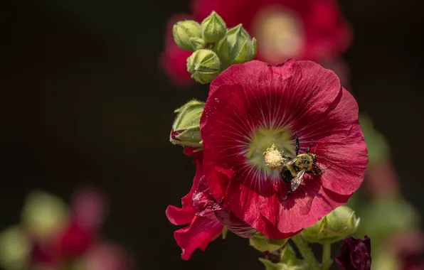 Macro, bumblebee, mallow