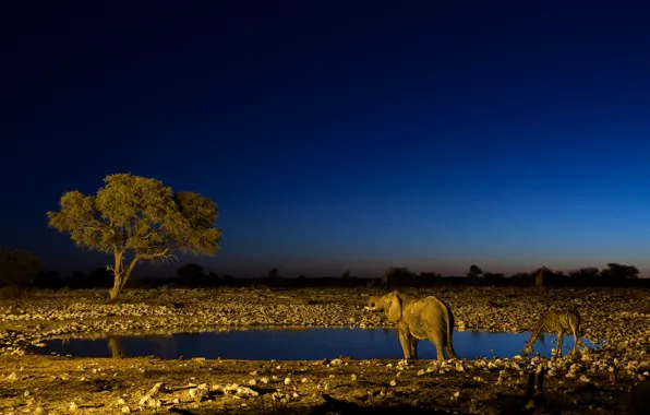 Night, elephant, giraffe, drink