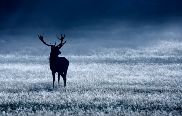 Picture white, blue, deer, noble