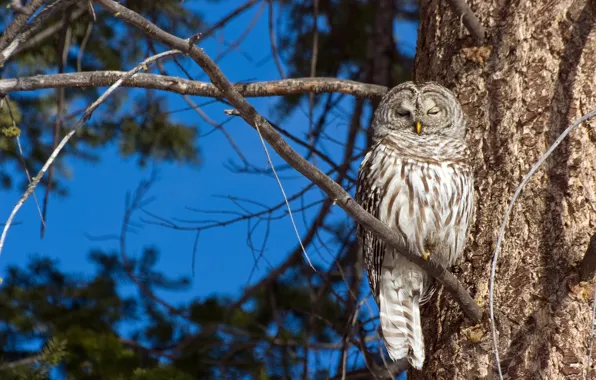 Picture branches, tree, owl, bird, A barred owl