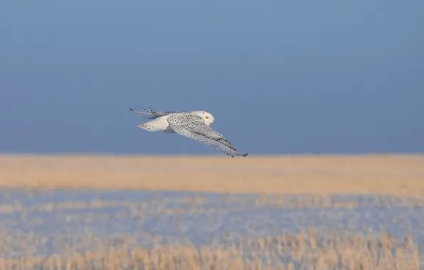 Picture cold, grass, flight, owl, bird, white, dry