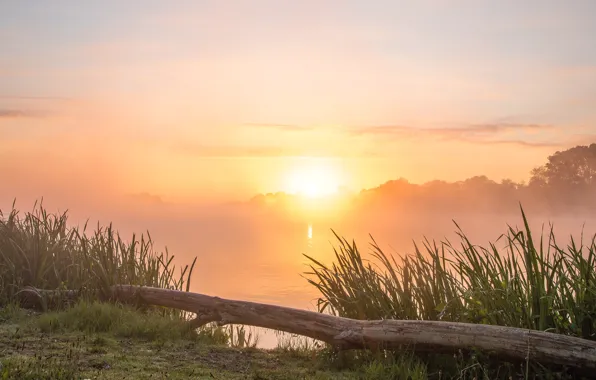 Summer, the sky, grass, the sun, clouds, rays, light, trees