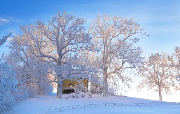 Winter, frost, light, snow, trees, landscape, branches, nature