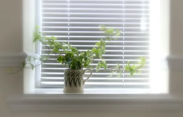 Picture light, flowers, window