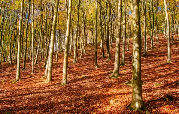 Autumn, forest, trees, slope