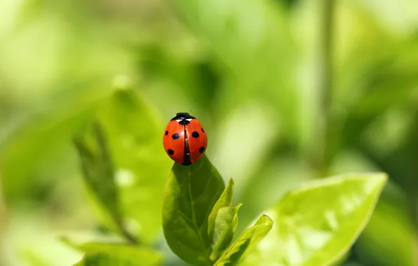 Picture summer, nature, sheet, ladybug