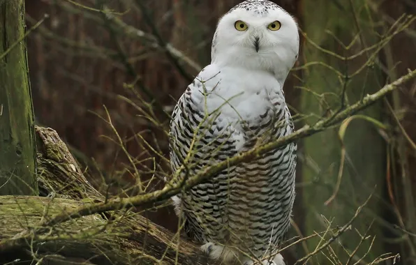 Branches, snowy owl, white owl