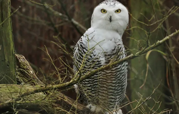 Picture branches, snowy owl, white owl