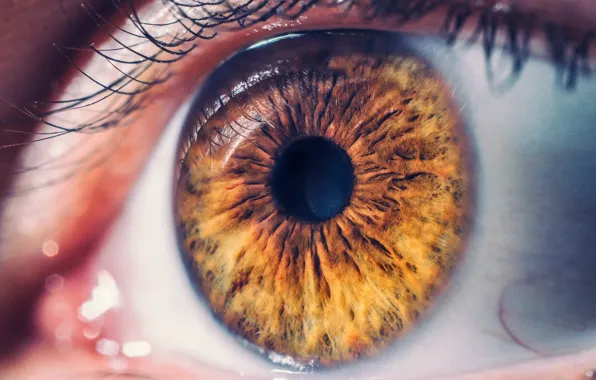 Picture brown, eye, iris, eyelid