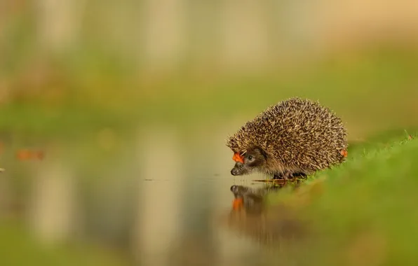 NATURE, WATER, GREENS, REFLECTION, SURFACE, NOSE, MUZZLE, NEEDLES