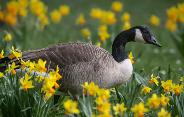 Flowers, bird, goose, canadian goose
