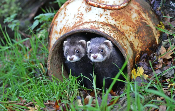 Grass, muzzle, ferret, Fredi