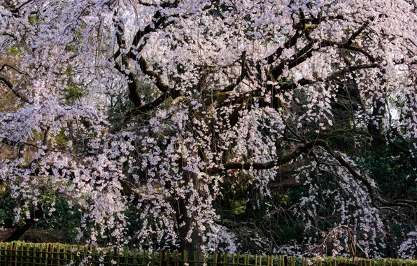 Tree, Sakura, Japan, Kyoto, Flowering, Khans