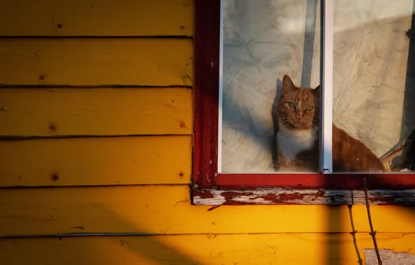 Cat, cat, look, face, light, branches, yellow, background