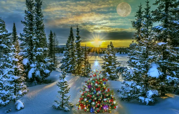 Picture forest, spruce, the evening, New Year, elegant