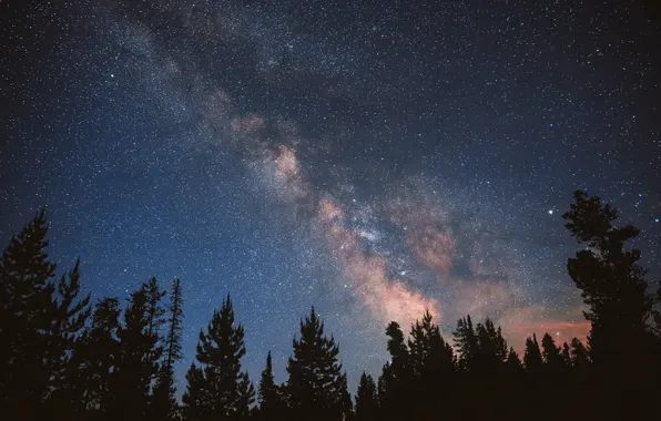 Forest, the sky, stars, night, the milky way