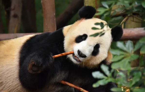 Face, leaves, bamboo, bear, Panda
