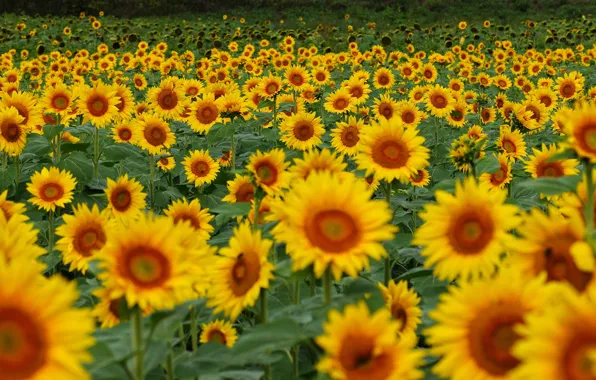 Field, summer, sunflowers, flowers, yellow, a lot, sunflower, field of sunflowers