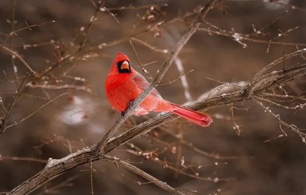 Branches, red, bird, cardinal