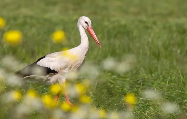 Summer, bird, stork