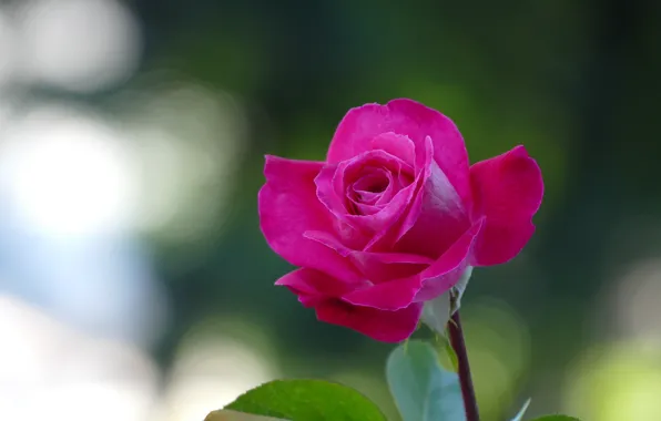 Picture background, rose, Bud